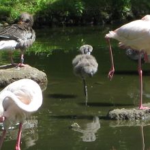 フラミンゴの赤ちゃんもいました