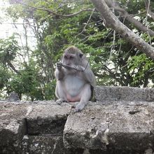 野生の猿！誰かのサングラスを盗んだところで、よくあることです