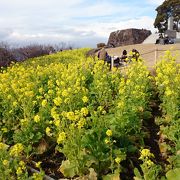 早咲きの菜の花と滑り台