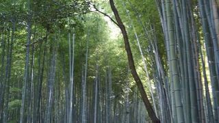 美しい竹林ですが、人混みです