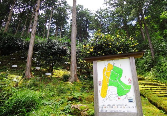 大曽根公園(世界の椿園)