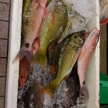 魚売り場が楽しい