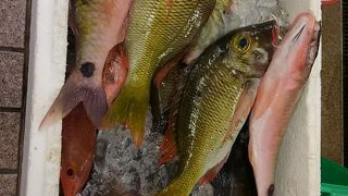 珍しい魚が見られます