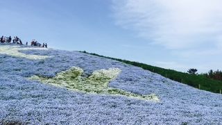 ネモフィラの丘