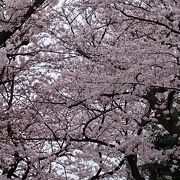 桜のお寺