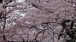 桜のお寺