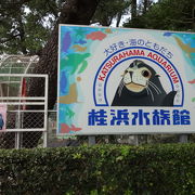 小さい水族館ですが、たくさんの生き物とふれあいができました