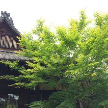 本堂前のもみじが綺麗でした