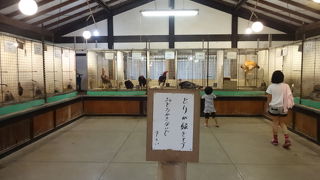 初めて見ました。