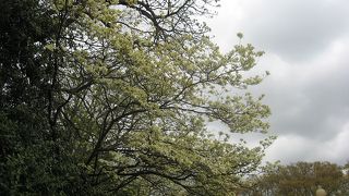 ホワイトハウスの庭に咲く緑色の桜「御衣黄」（ぎょいこう）は、明治時代に日本から贈られたもの子孫と思います。