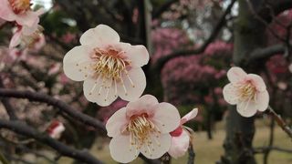 梅と桜の公園