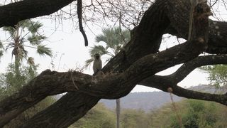 緑の多い公園です