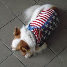 まだ一度も声を聞いたことのない静かなワンちゃんです