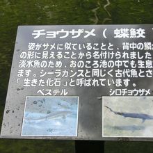 チョウザメの説明