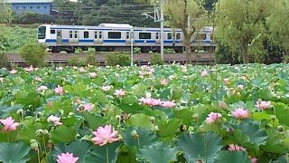 蓮の見頃は夏の朝【茨城県立歴史館】