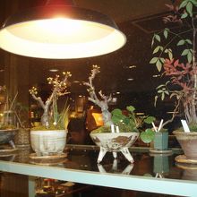 この盆栽のディスプレイには驚き！