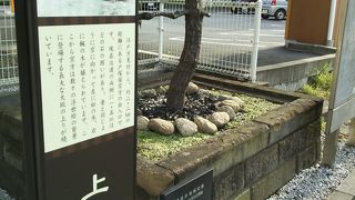 小さな松があります