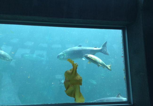 シアトル水族館 クチコミ アクセス 営業時間 シアトル フォートラベル シアトル水族館 クチコミ アクセス 営業時間 シアトル フォートラベル