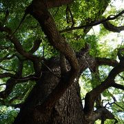 後白河法皇お手植えの楠木の大木