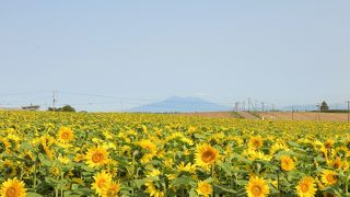 北海道の短い夏、ひまわり畑を楽しめます