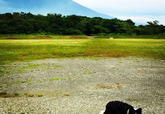 犬が喜ぶ癒しのキャンプ