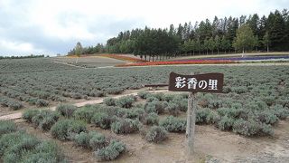 ラベンダーがない