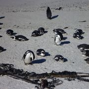 ペンギンがそばに