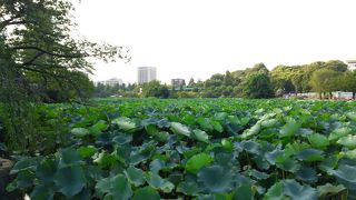 蓮の葉に覆われていました。