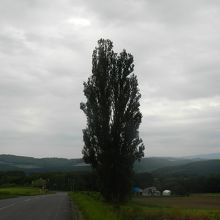 かなりの老木ですが、まだ頑張っています