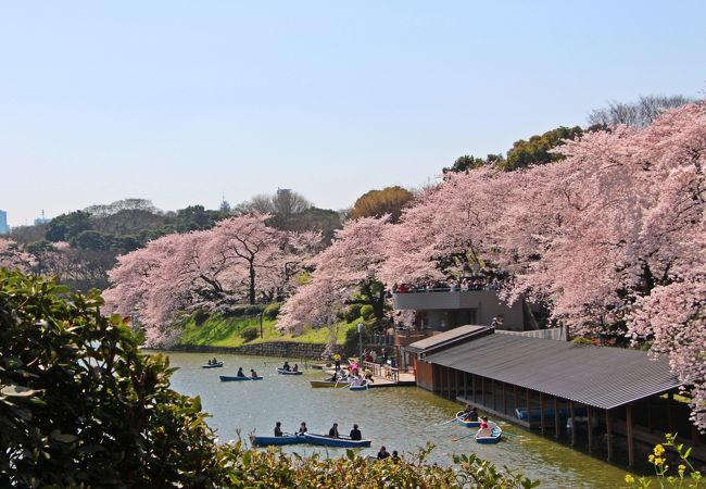 ボート小屋の屋根にも桜