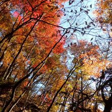 山の紅葉は美しい