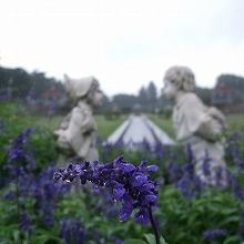 ブルーサルビアの花が綺麗でした