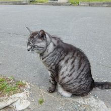 西口の売店の猫　噴火後しばらくして お山から下りてきたらしい