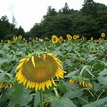 憩いの森のひまわり畑
