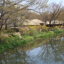 民俗村を流れる川とレンギョウが美しい。
