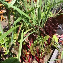 仕事柄、食用ハーブしか写真が無い（笑）