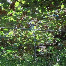 たわわに実ったキウイ