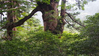 あと少しで縄文杉。