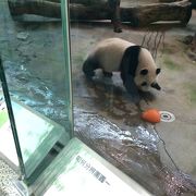 弾丸台湾旅行！台北市立動物園