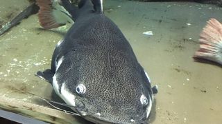 イルカショーは、津軽三味線にのせて♪