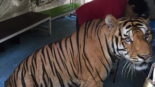 アユタヤで虎と触れ合う