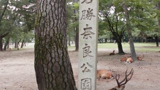 鹿がたくさんいます