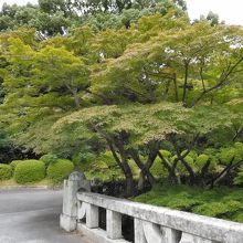 秋葉モミジの紅葉がきれいです。