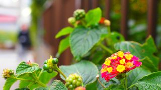 わりかし急な大丸谷坂