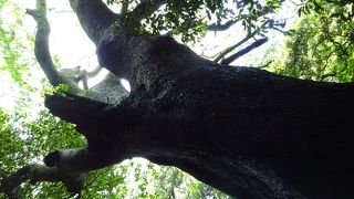 国天然記念物のクスノキ原生林