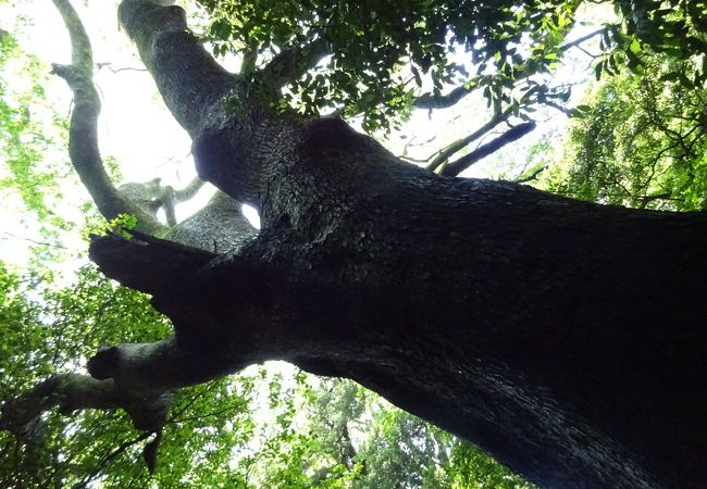 国天然記念物のクスノキ原生林