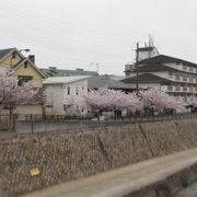 桜並木が素晴らしい