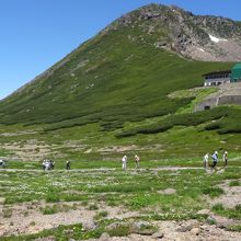 お花畑広がる高山の風景