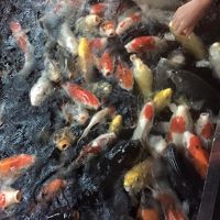 お風呂の近くに鯉がたくさんいました。