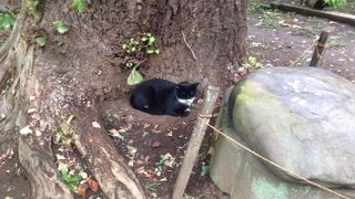 亀石の後ろにネコがひそんでいました